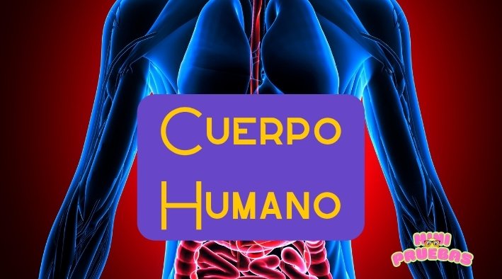 Cuerpo Humano – juego de preguntas